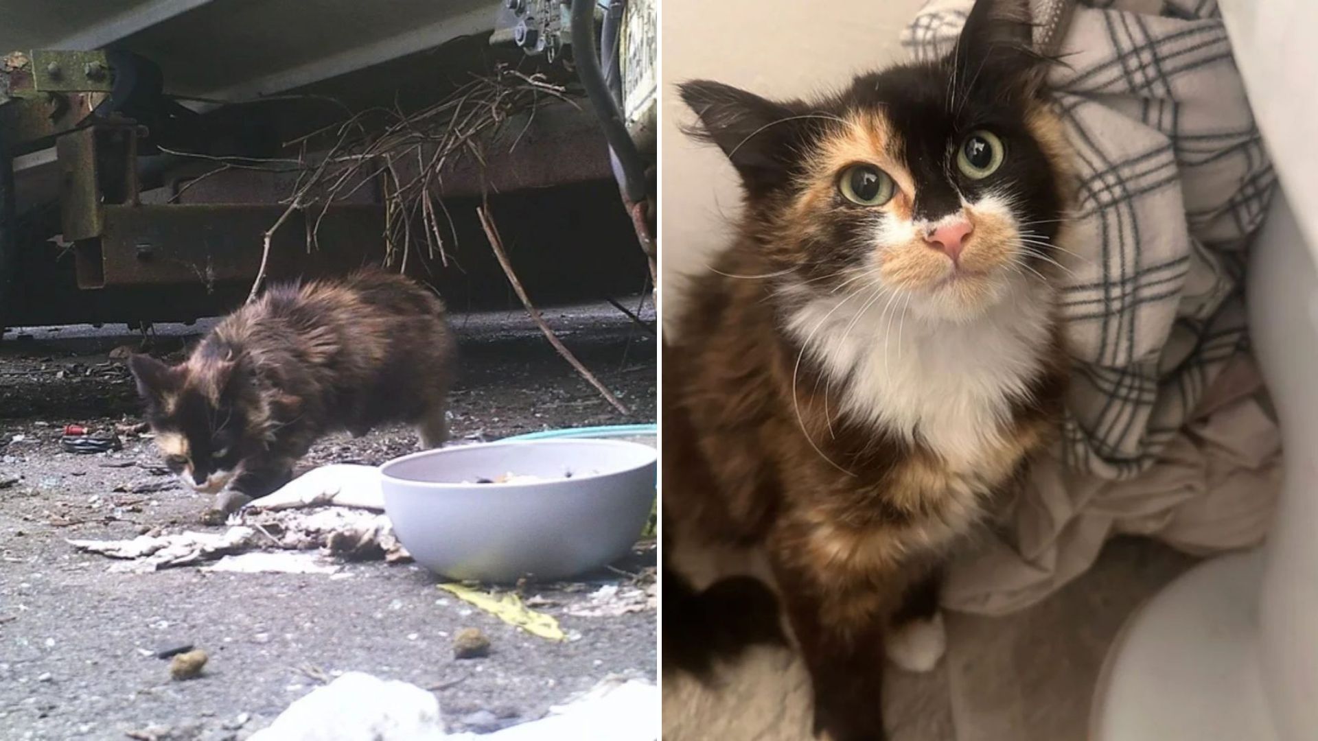 Shy Kitten Rescued From Parking