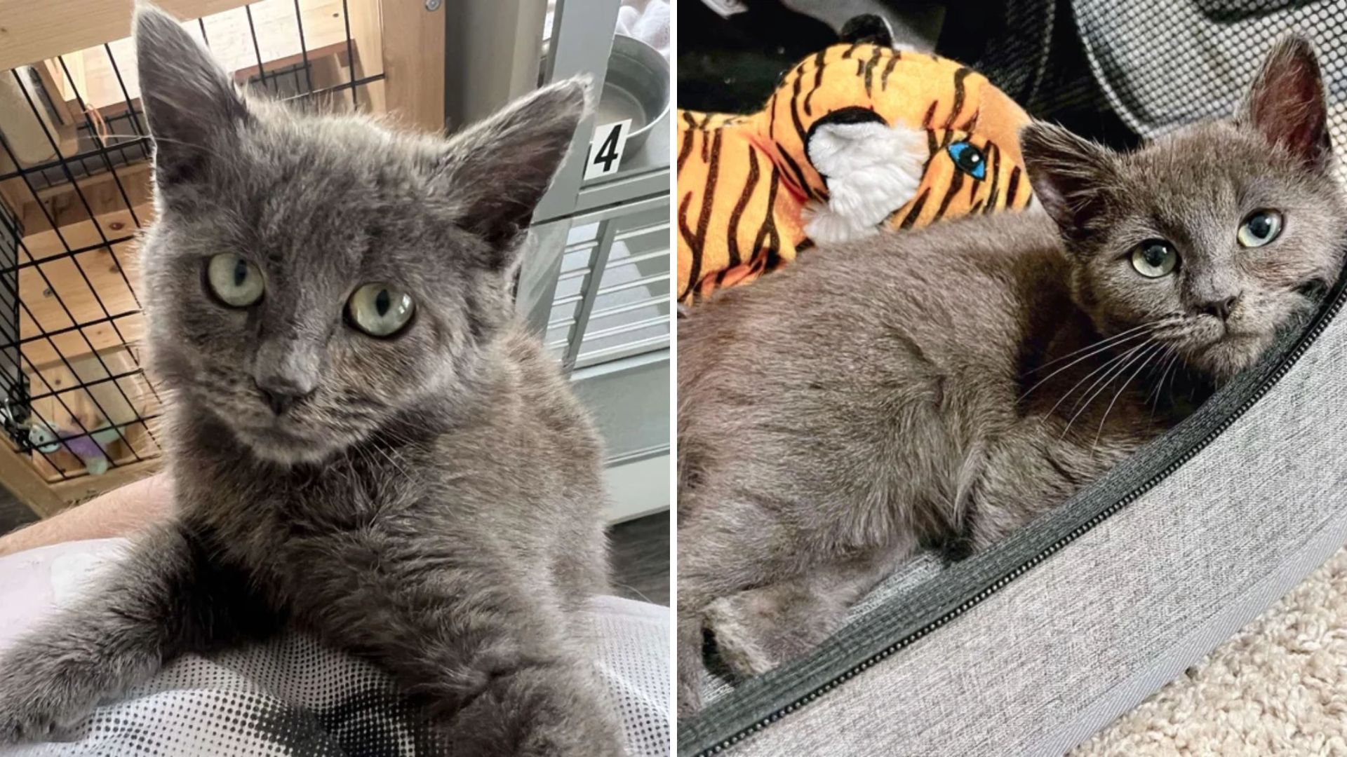Shy North Carolina Kitten Finds Comfort And Belonging From The Moment She Steps Indoors