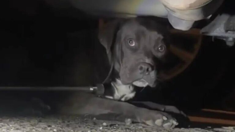 sick pup found under car gets second chance