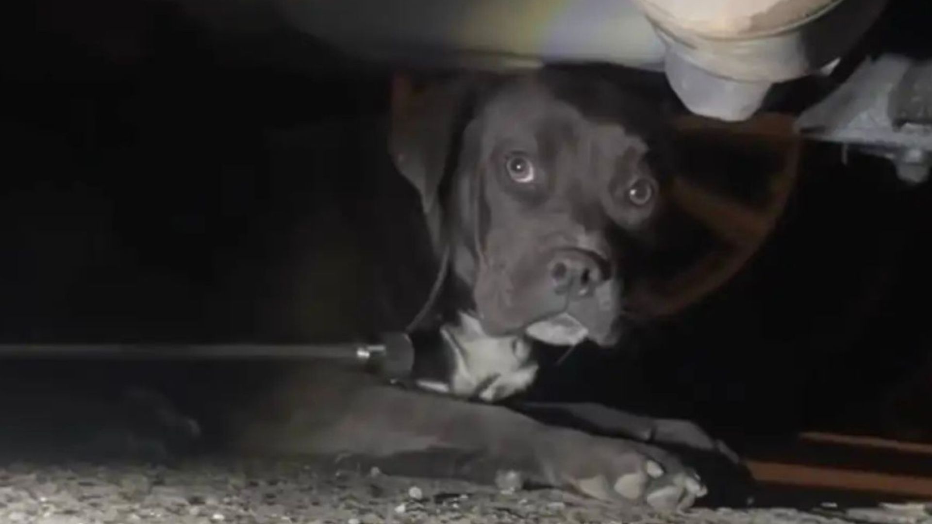 sick pup found under car gets second chance