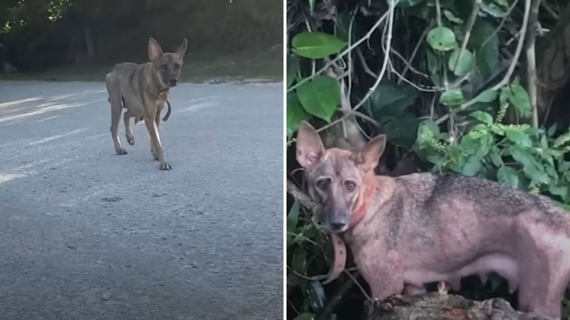 dog leads sisters to her babies