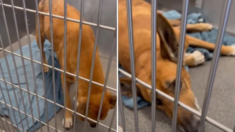 Six Years After Finding A Home Texas Dog Ends Up Heartbroken And Back At The Shelter