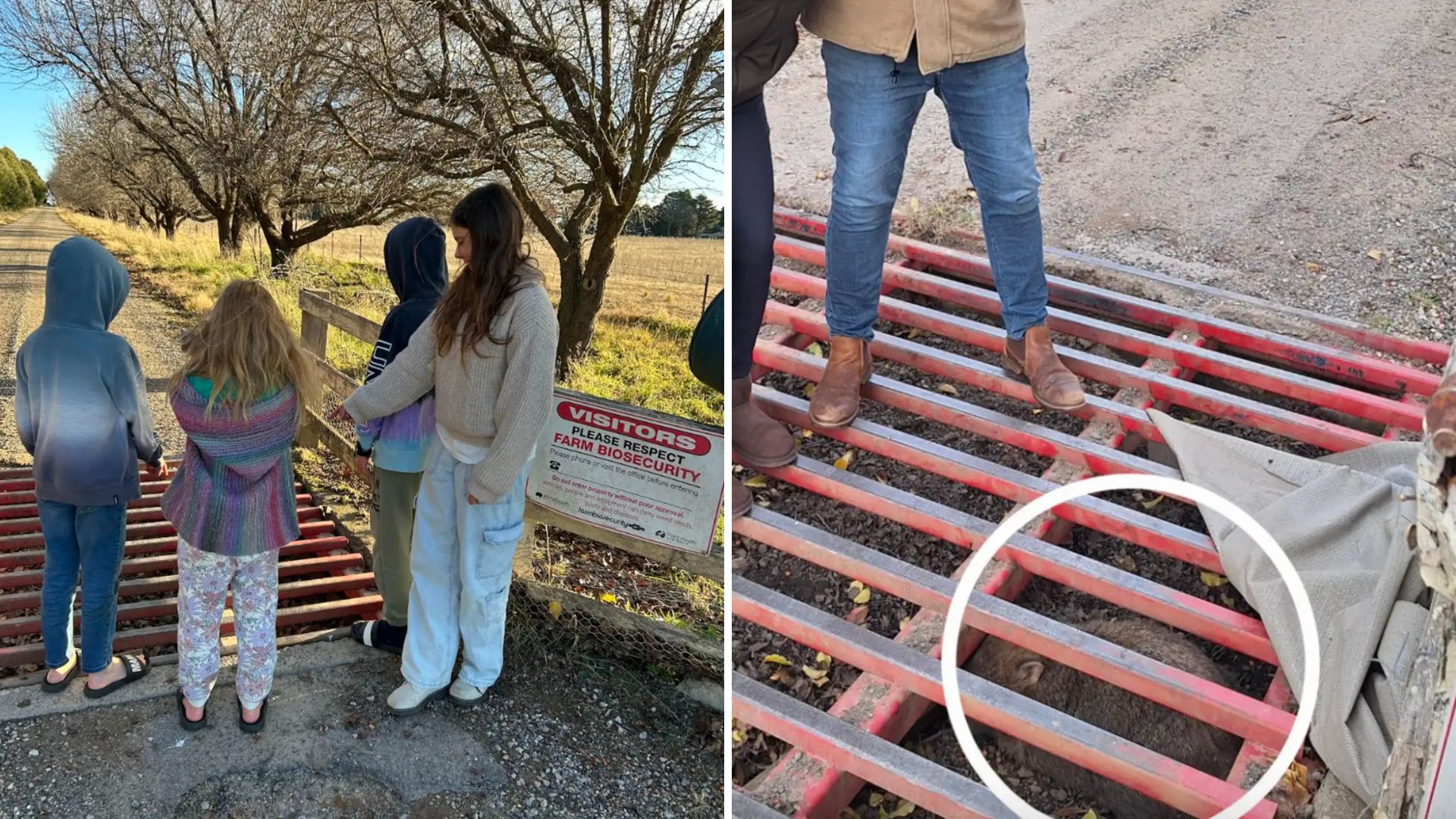 wombat stuck under cattle grate