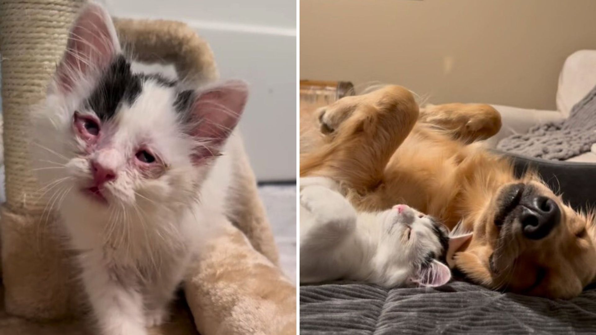 kitten finds unusual family