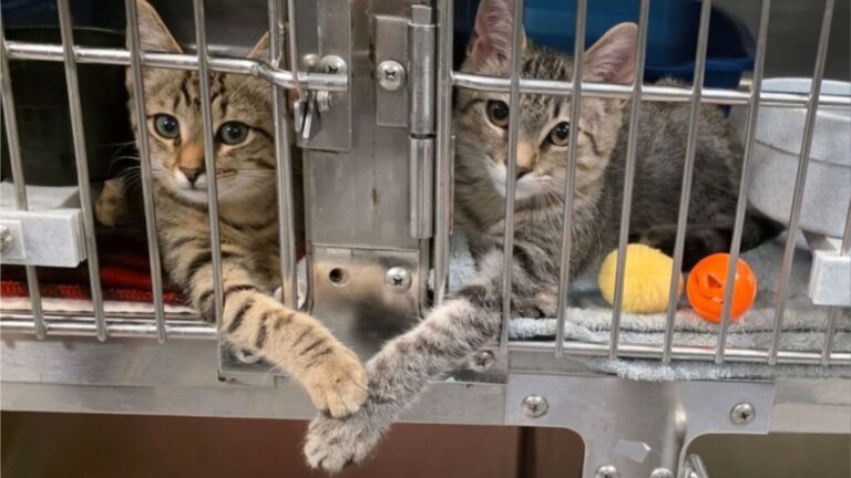 two kittens in a shelter