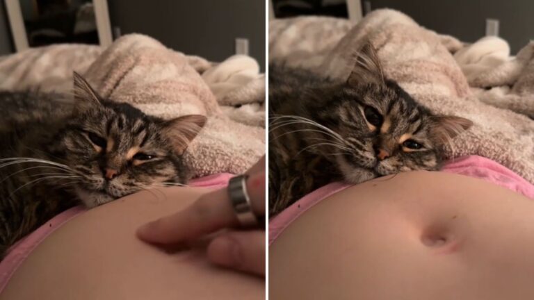 cat realizes his owner is pregnant