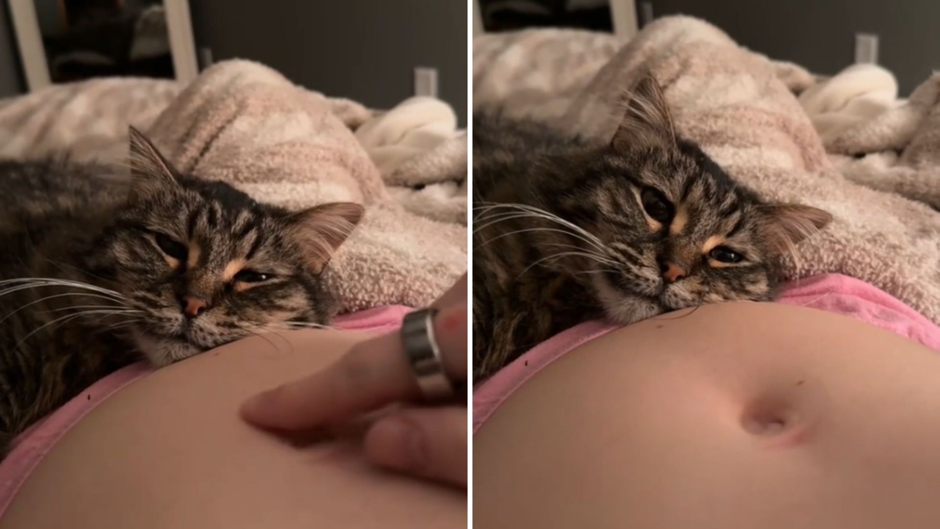 cat realizes his owner is pregnant