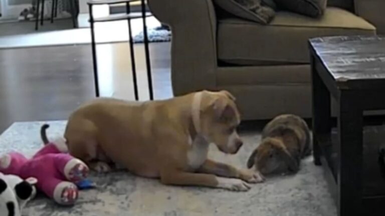 dog and rabitt