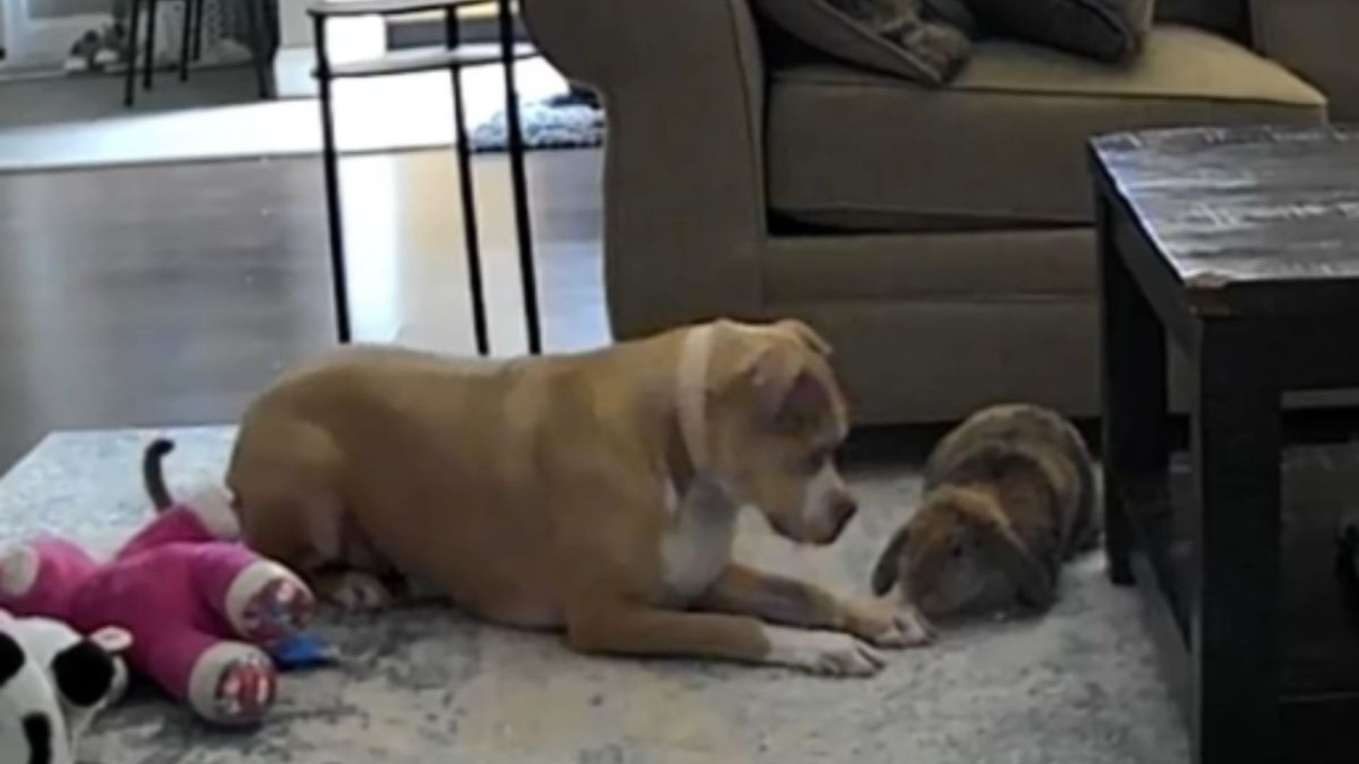 dog and rabitt