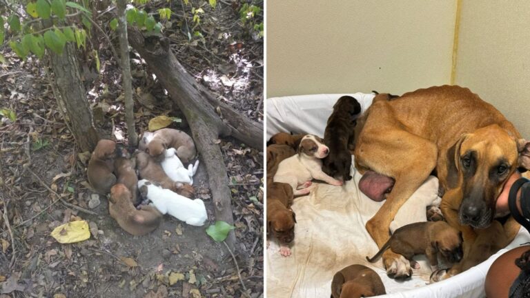 hikers find mama dog and her babies