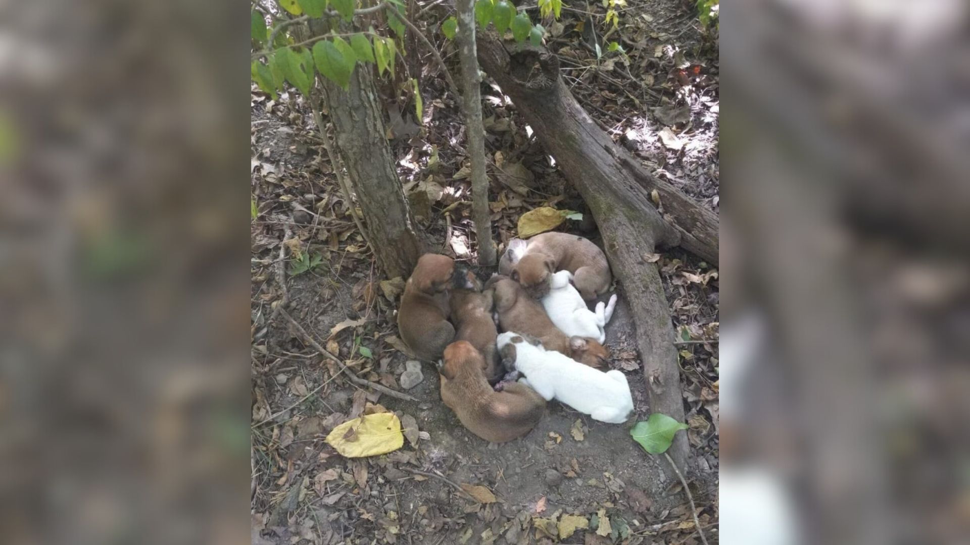 St. Louis Hikers Stunned After Discovering A Bundle Of Puppies Hidden Deep In The Woods