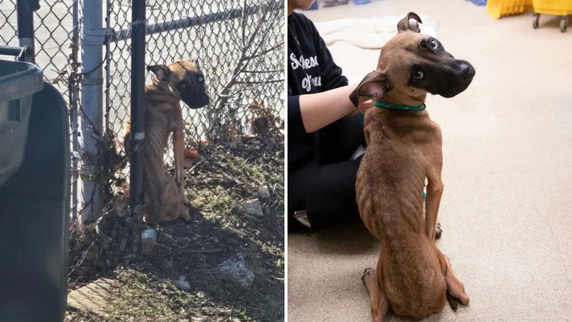Starved Dog Clinging To Life Found Tied To A Fence Near Abandoned Missouri School
