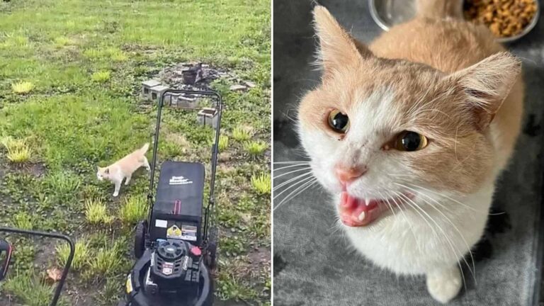 Starving Cat From Detroit Follows His Intuition And It Leads Him To A Safe Haven