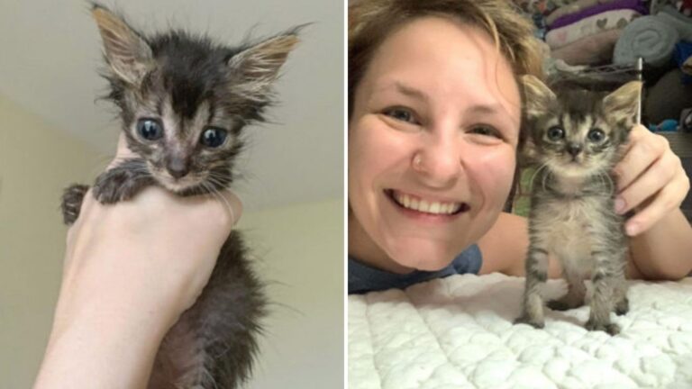Starving Kitten In Louisiana Rescued Just Before It Was Too Late