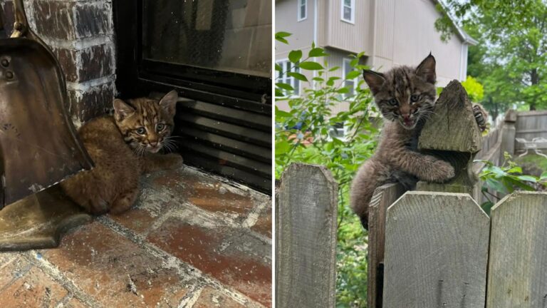 stranded kitten