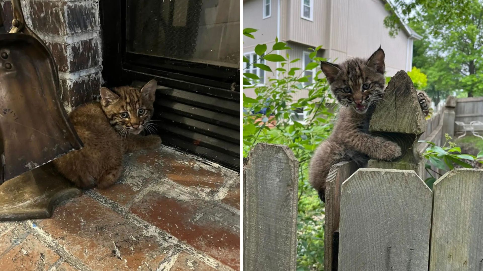 stranded kitten