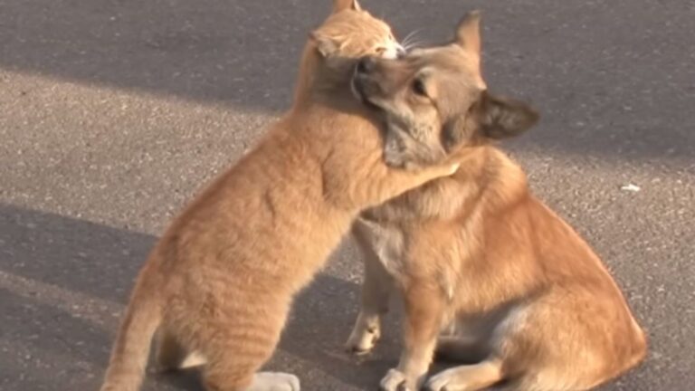 cat hugging a dog