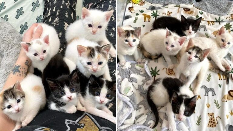 ten day old kittens