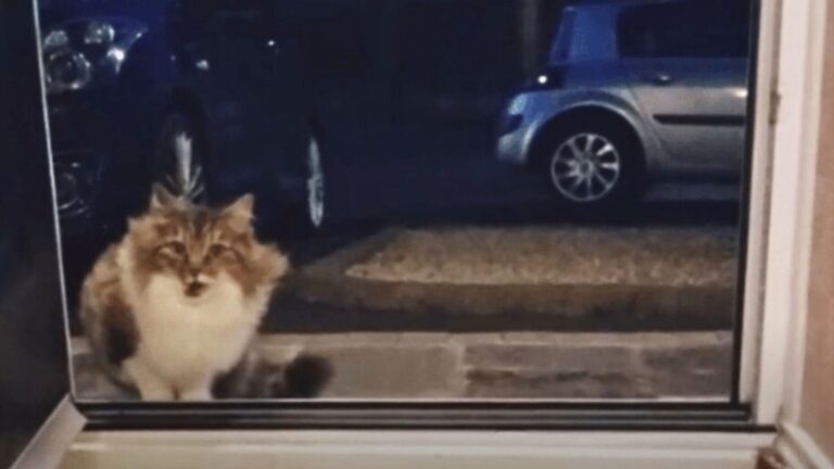 stray cat