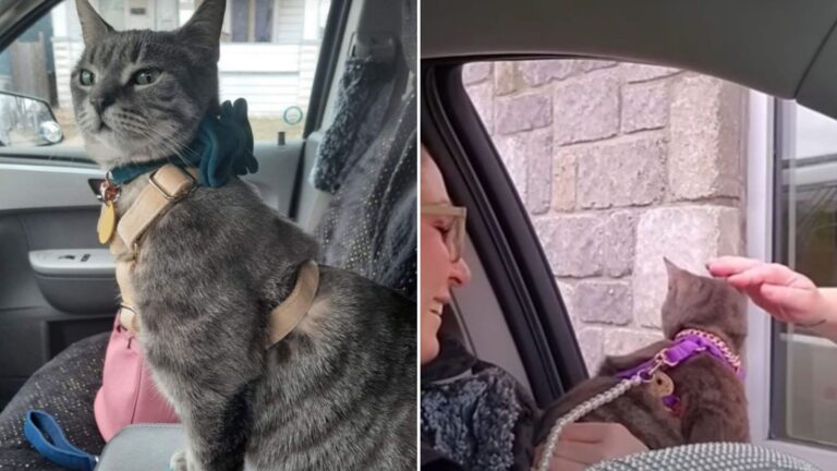 stray cat in car