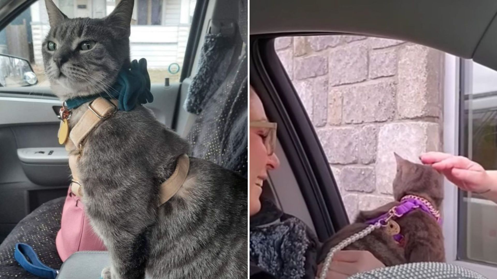 stray cat in car