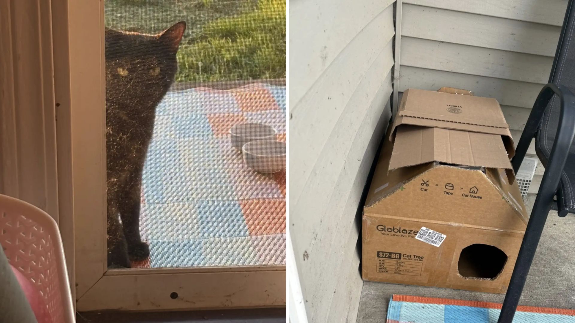 stray cat