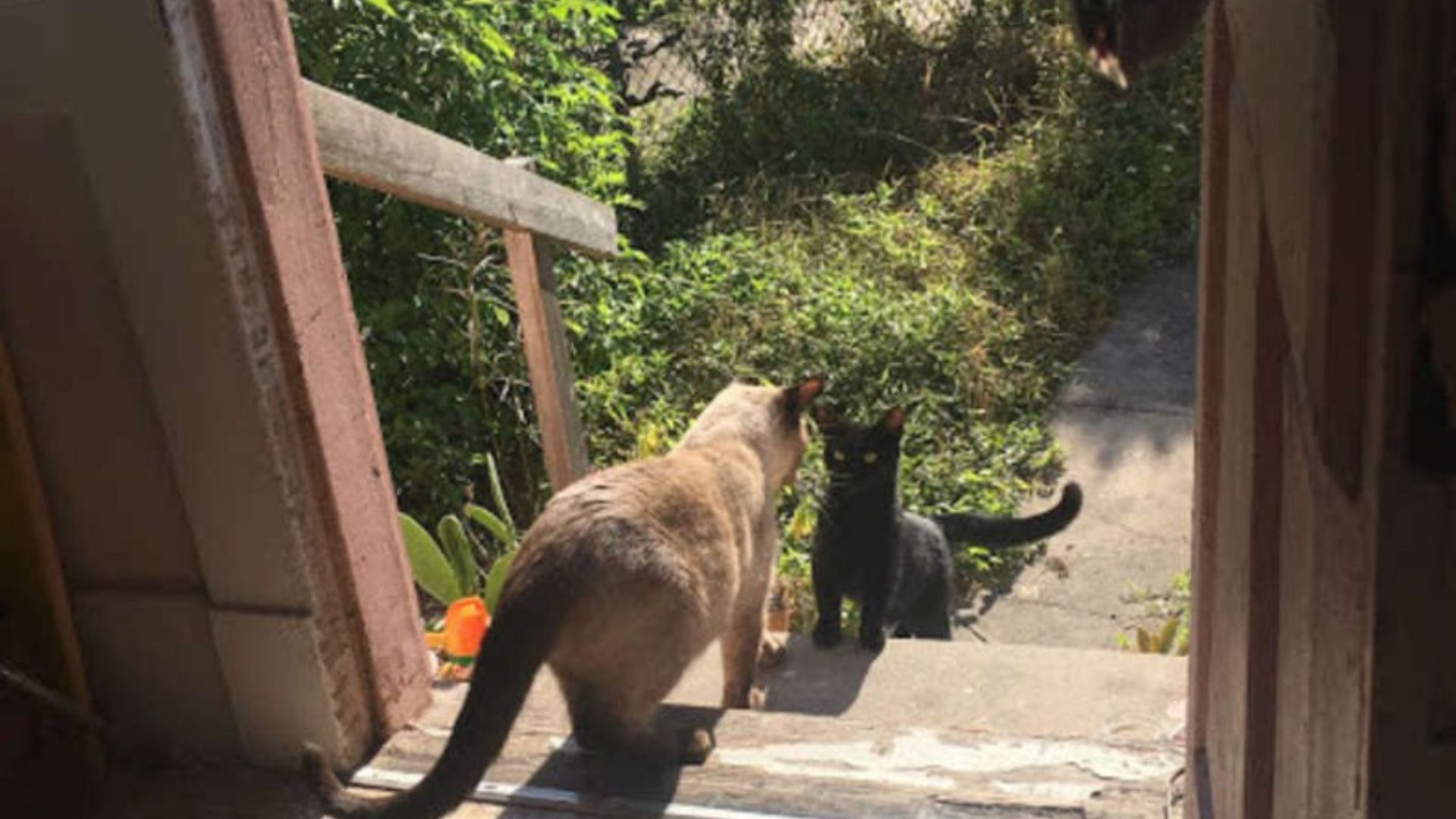 Stray Cat Knocks On The Right Door In Louisiana And Something Amazing Happens