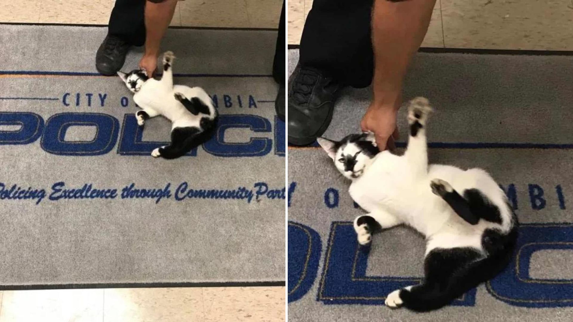 stray cat walks into police station