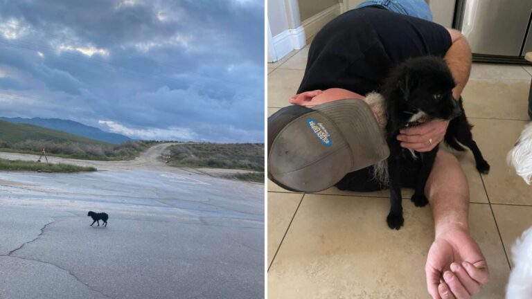 rescued stray dog