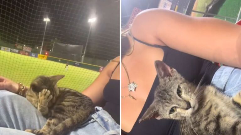 Stray Kitten Crashes Baseball Game In Puerto Rico And Refuses To Leave The Lap He Chose