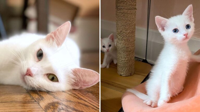 white cats