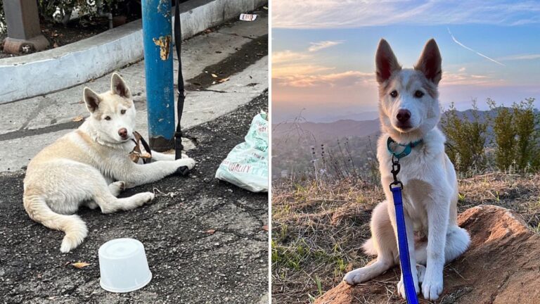 husky found tied to a pole