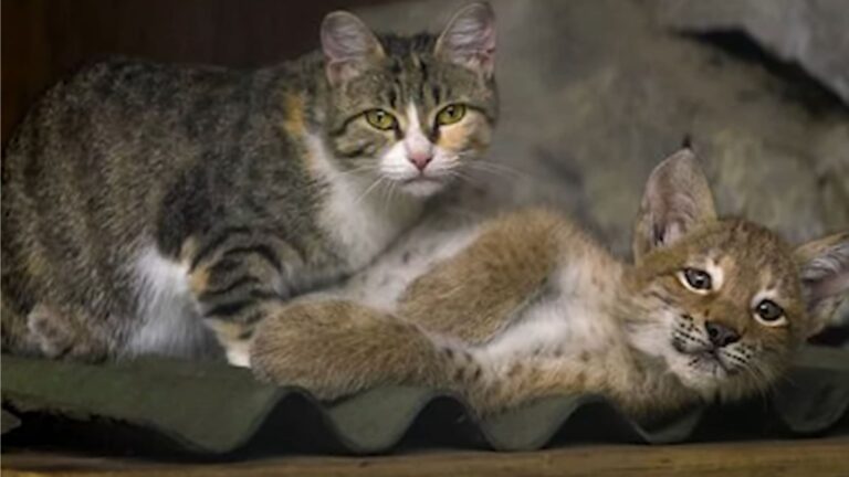 Sweet Cat Becomes Mom To Baby Lynx