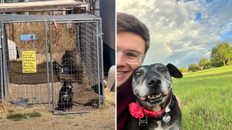 Sweet Pittie Turns Gray After 7 Long Years In A Texas Shelter Before Finding A Home
