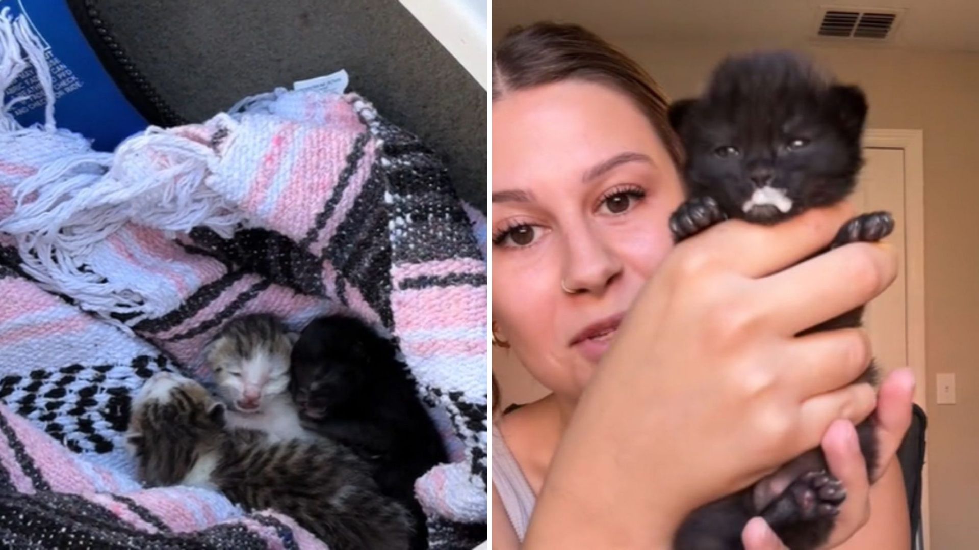 newborn baby cats