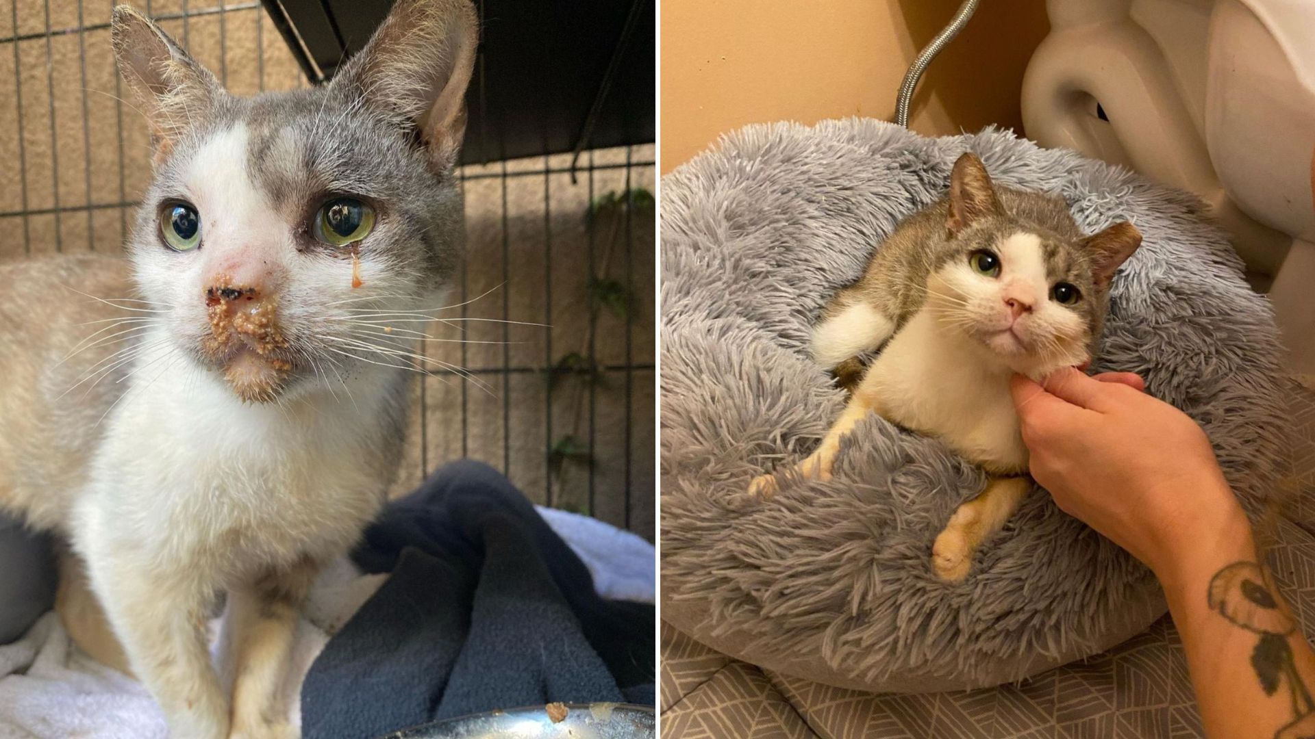 rescued stray cat
