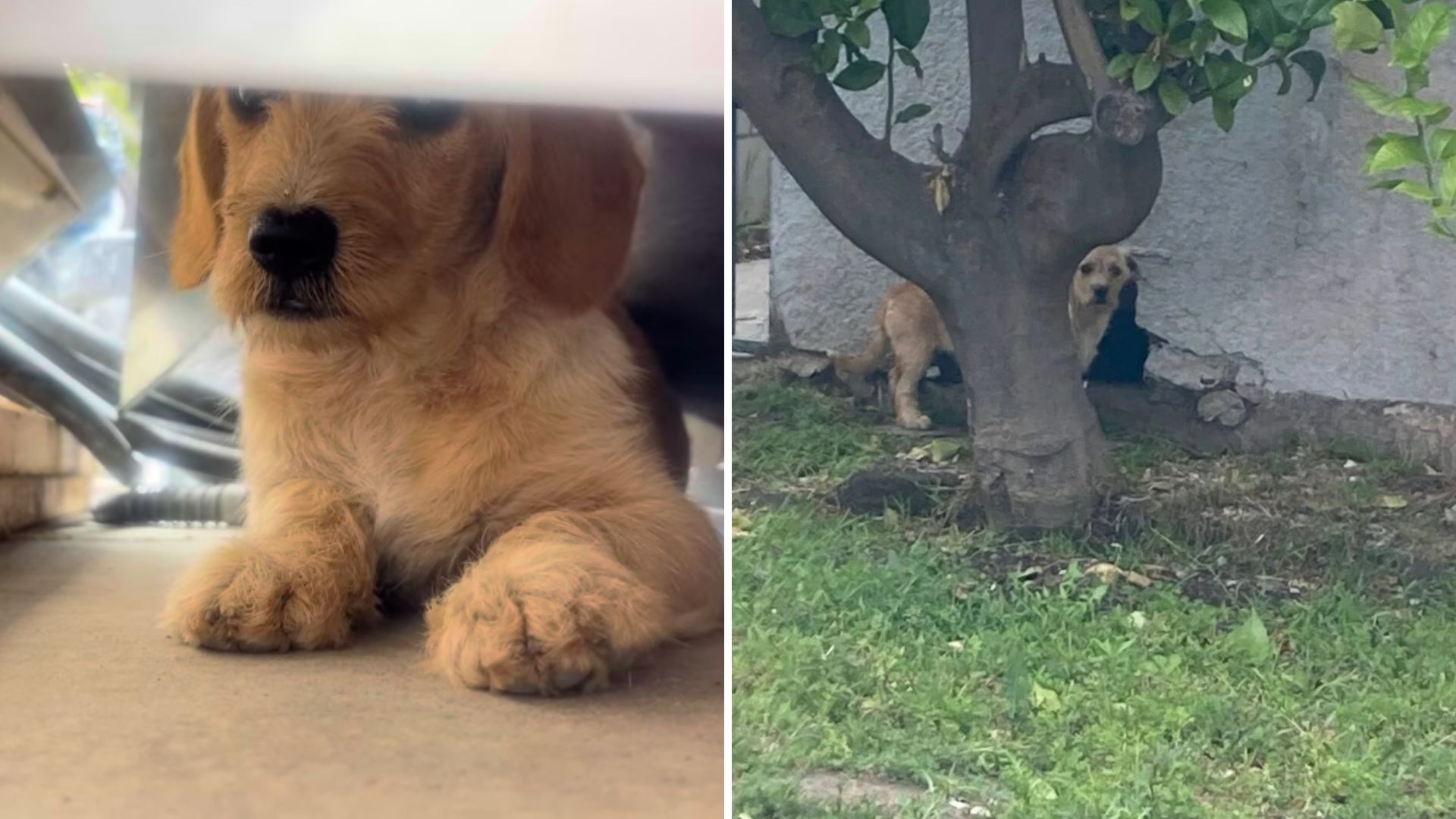 puppy hiding under house