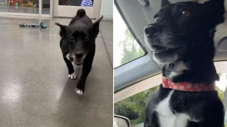 shelter dog