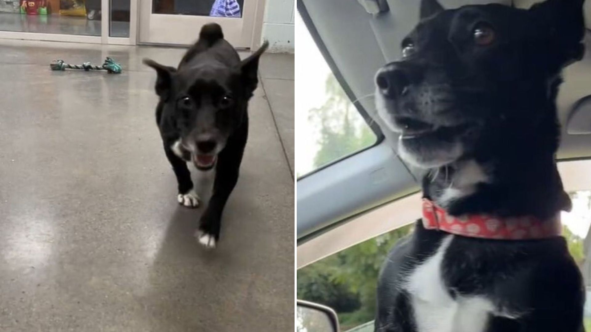 shelter dog