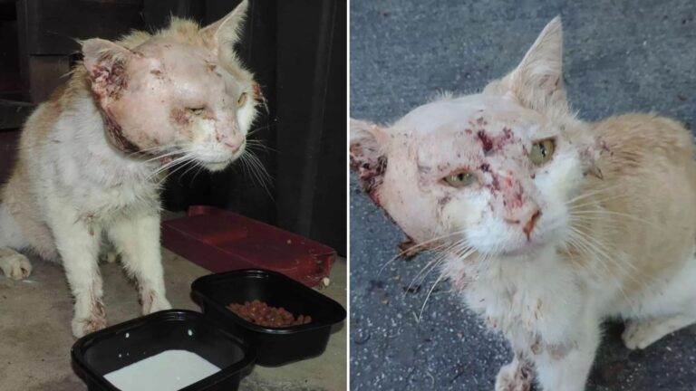 cat badly injured race against time