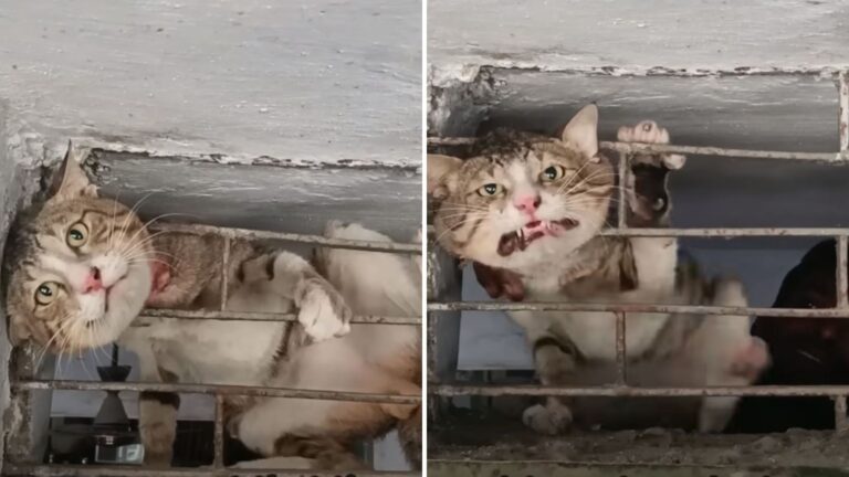 cat stuck between metal bars