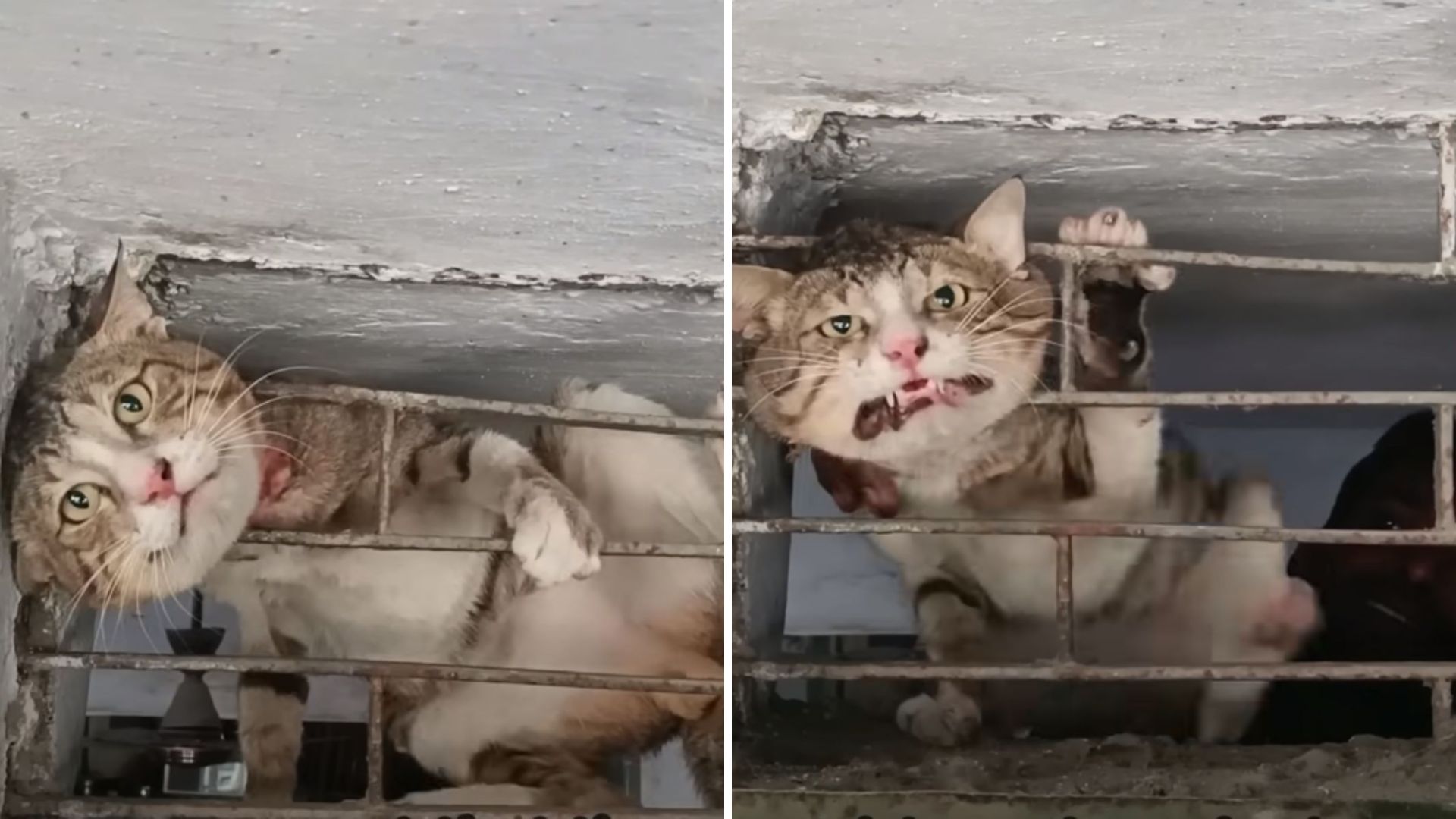 cat stuck between metal bars