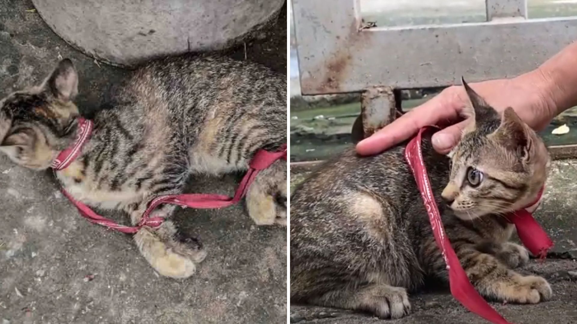 kitten lying on the roadside