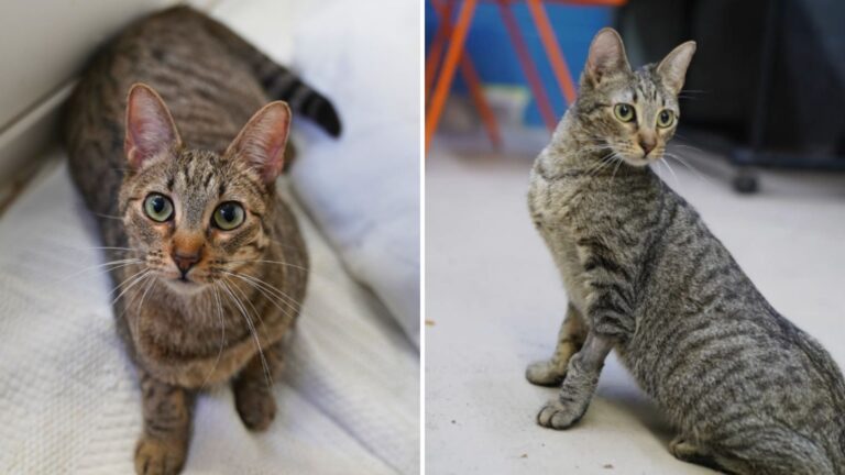cat from texas shelter stops walking