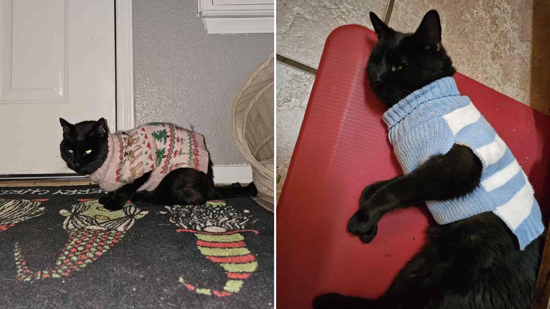 Texas Cat Keeps Returning Home With New Sweaters Then His Family Uncover His Secret