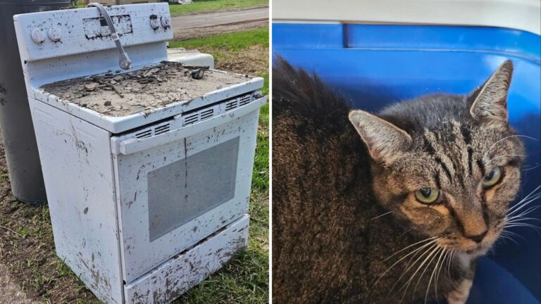 cat in an oven