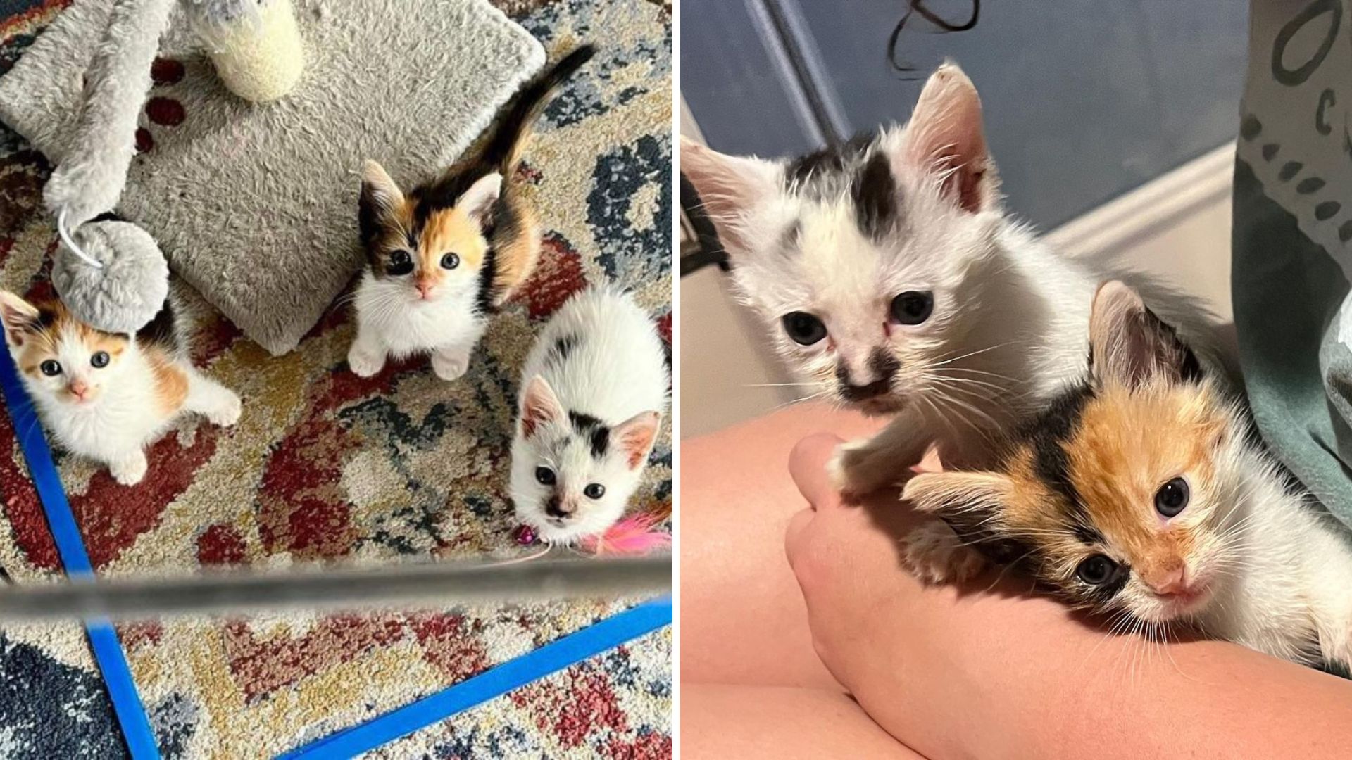 stray kittens