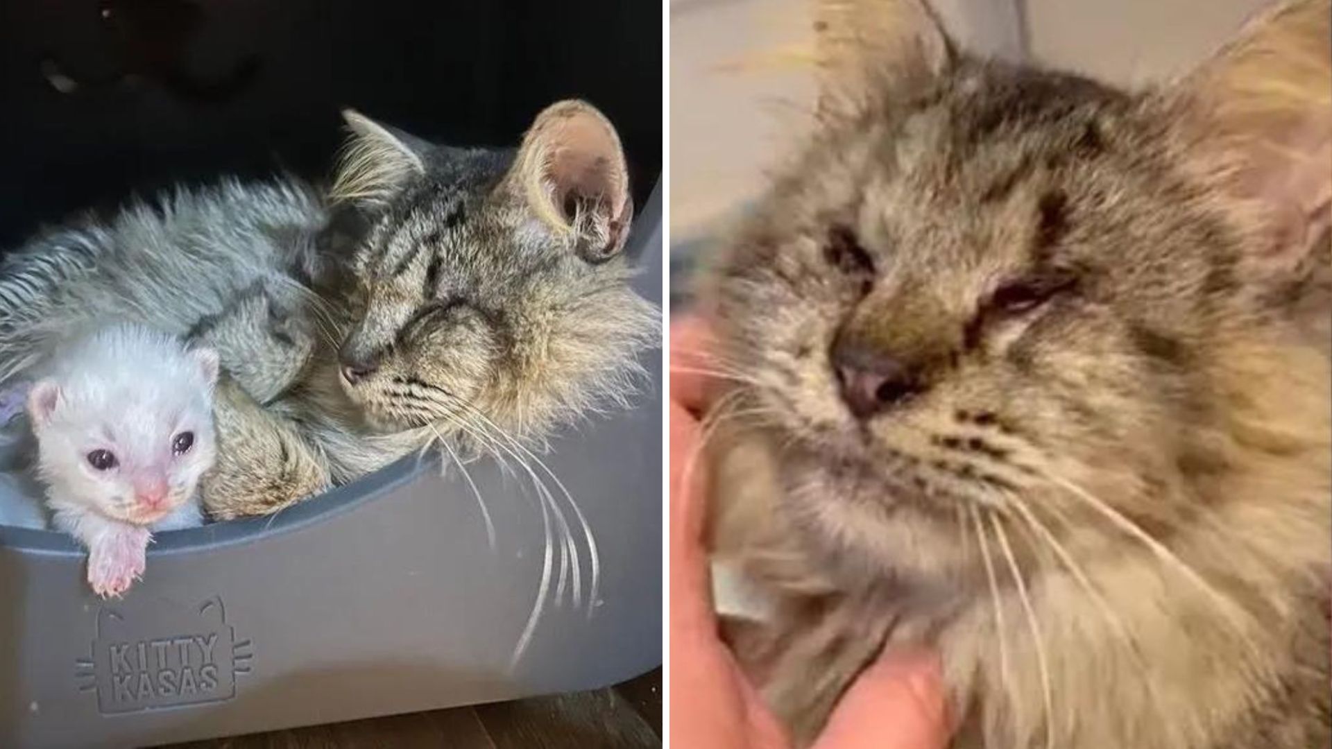 Texas Family Shocked By What A Blind Stray Cat Leads Them To Discover