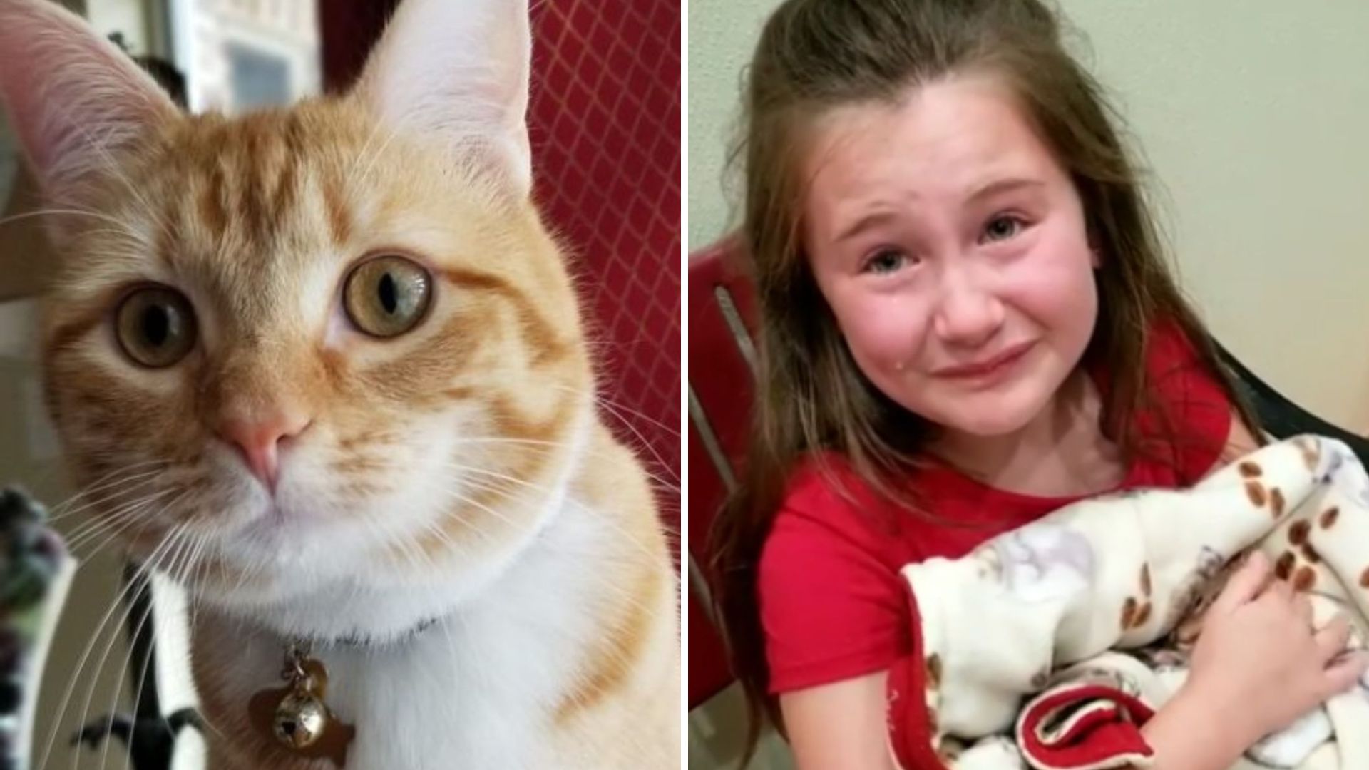 girl and a cat