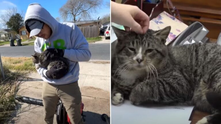 lawnmower rescues injured cat